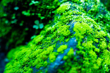 Green moss plants on rocks