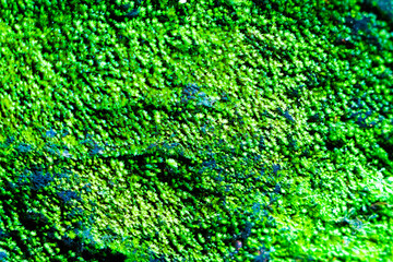 Green moss plants on rocks