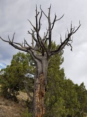 tree in the middle of nowhere