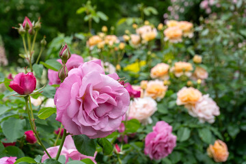 色とりどりのバラが咲くバラ園の満開のバラ｜薔薇イメージ