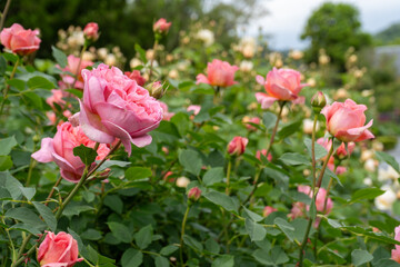 色とりどりのバラが咲くバラ園の満開のバラ｜薔薇イメージ