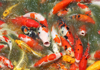 bunch of koi fish are in water.