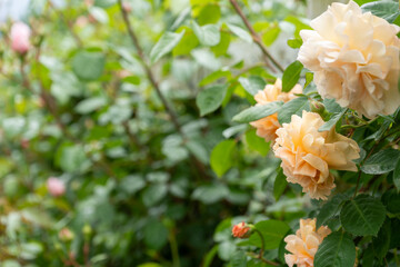 色とりどりのバラが咲くバラ園の満開のバラ｜薔薇イメージ