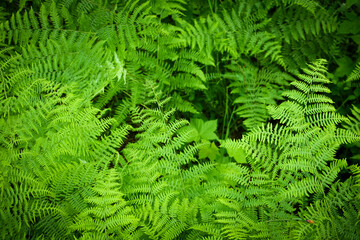 Many fern leaves, bright green in the tropical forest, wallpaper, backdrop, scene, background image, backdrop image, background