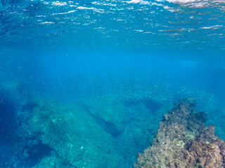 浅瀬を泳ぐ美しいキビナゴの大群（ニシン科）。

日本国静岡県伊豆半島賀茂郡南伊豆町中木から渡し船で渡るヒリゾ浜にて。
2022年夏水中撮影。

A large school of beautiful Silver-Stripe Round Herrings (Spratelloides gracilis) swimming in shallow water.

Hirizohama beach, 