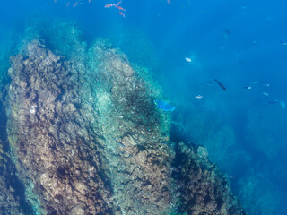 美しいアオブダイ（ブダイ科）、ホウライヒメジ（ヒメジ科）、オヤビッチャ（スズメダイ科）他の群れ。

日本国静岡県伊豆半島賀茂郡南伊豆町中木から渡し船で渡るヒリゾ浜にて。
2022年夏水中撮影。

A school of the Beautiful Knobsnout Parrotfish (Scarus ovifrons), Sergeant Major (Abudefduf vaigiensis