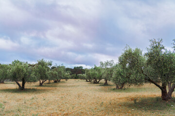 agricultural landscape of an olive tree field with a dramatic cloudy sky