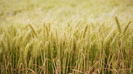 Fototapeta premium green wheat field