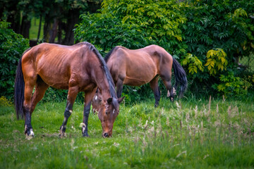 horses