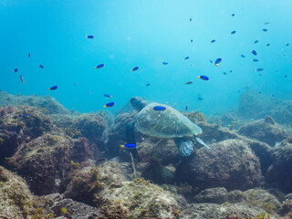 Obraz premium ゆったり泳ぐ美しく大きなアオウミガメ（ウミガメ科）とソラスズメダイ（スズメダイ科）の群れ。日本国静岡県伊豆半島賀茂郡南伊豆町中木から渡し船で渡るヒリゾ浜にて。 2022年夏水中撮影。The Beautiful and large green sea turtle (Chelonia mydas, family Turtles) swims leisurely and a school of