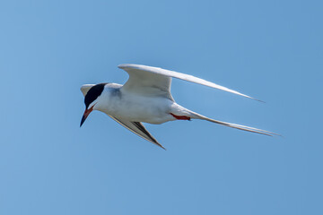 Forster's Tern