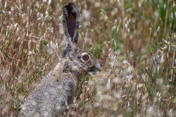 Black-tailed Jackrabbit