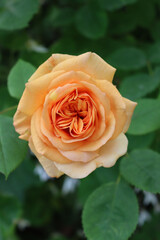 Close-up of pink salmon hybrid tea rose in bloom in the flowerbed