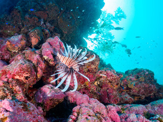 ウミカラマツ等のソフトコーラルが群生するドロップオフにいる美しく大きなハナミノカサゴ（ミノカサゴ亜科）他。

日本国静岡県伊豆半島賀茂郡南伊豆町中木から渡し船で渡るヒリゾ浜にて。
2022年夏水中撮影。

A beautiful and large Red Lionfish (Pterois volitans) and others at a Antipathes japonica.
