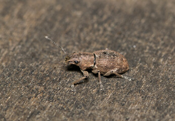 Fuller rose beetle (Naupactus cervinus) insect on tree bark broad-nosed weevil nature pest control.