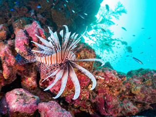 ウミカラマツ等のソフトコーラルが群生するドロップオフにいる美しく大きなハナミノカサゴ（ミノカサゴ亜科）他。

日本国静岡県伊豆半島賀茂郡南伊豆町中木から渡し船で渡るヒリゾ浜にて。
2022年夏水中撮影。

A beautiful and large Red Lionfish (Pterois volitans) and others at a Antipathes japonica.
