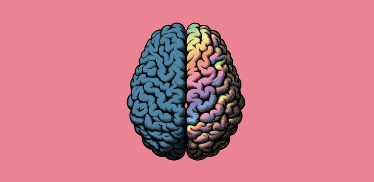 Engraved woodcut pen and ink drawing of top view hemisphere brain separated with blue side and colorful rainbow side vector illustration isolated on pink background