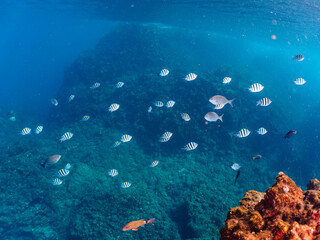 美しいオヤビッチャ（チョウチョウウオ科）、ホウライヒメジ（ヒメジ科）他の群れ。

日本国静岡県伊豆半島賀茂郡南伊豆町中木から渡し船で渡るヒリゾ浜にて。
2022年夏水中撮影。

Beautiful schools of Sergeant Major (Abudefduf vaigiensis), Whitesaddle goatfish (Parupeneus ciliatus), and oth