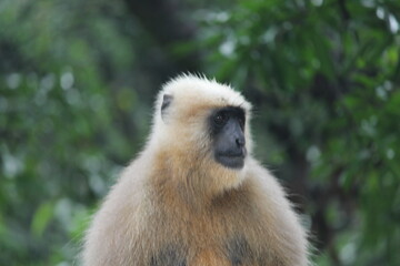 Black face, white haired monkey in the jungle outside Rishikesh India