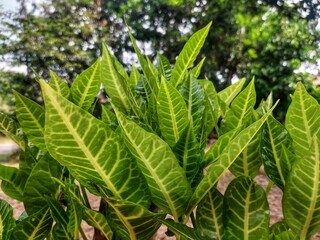 Croton (Codiaeum variegatum) is an ornamental plant native to Indonesia. © Sidiq