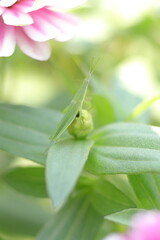 葉っぱで休む可愛いバッタ