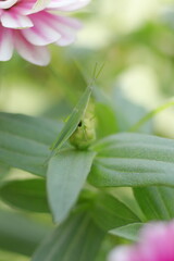 葉の上のバッタ