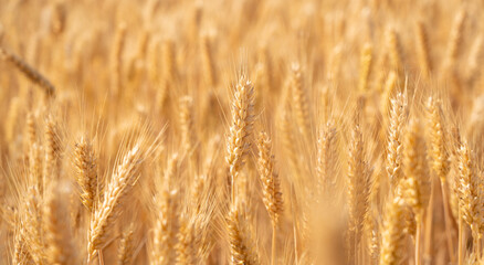 golden wheat field. Ears of golden wheat close up.