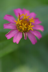 メルヘンチックなヒャクニチソウ