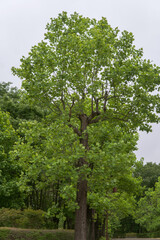 高木になるユリノキ（ Liriodendron tulipifera）【智光山公園】日本埼玉県・6月