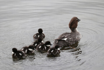Female goldeneye with ducklings