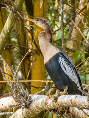 Anhinga (Anhinga anhinga) in Costa Rica