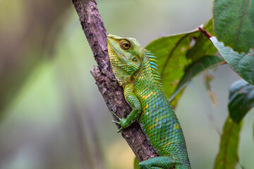 Calotes nemoricola aka Nilgiri forest lizard