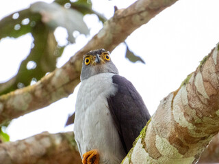 Bicoloured Hawk
Accipiter bicolor in Costa Rica