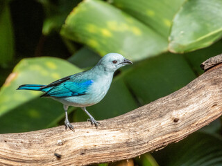 Blue-grey Tanager
Thraupis episcopus in Costa Rica