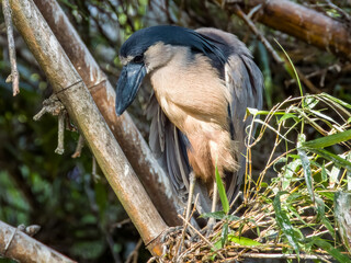 Naklejka premium Boat-billed Heron Cochlearius cochlearius in Costa Rica