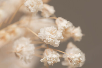 Closeup Dry light small white gypsophila romantic  flowers bouquet macro with blur background