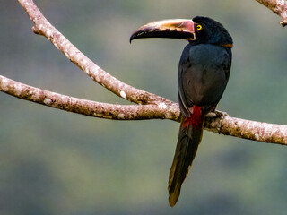 Collared Aracari Pteroglossus torquatus in Costa Rica