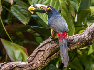 Collared Aracari Pteroglossus torquatus in Costa Rica