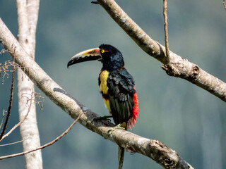 Collared Aracari Pteroglossus torquatus in Costa Rica
