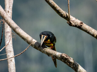 Collared Aracari Pteroglossus torquatus in Costa Rica