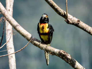 Collared Aracari Pteroglossus torquatus in Costa Rica