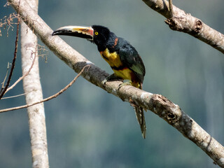 Collared Aracari Pteroglossus torquatus in Costa Rica