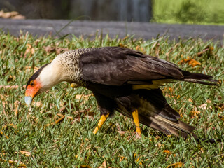Crested Caracara Caracara plancus in Costa Rica