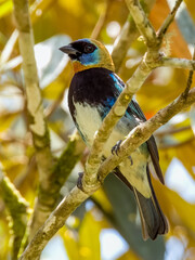 Golden-hooded Tanager Stilpnia larvata in Costa Rica