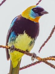 Golden-hooded Tanager Stilpnia larvata in Costa Rica