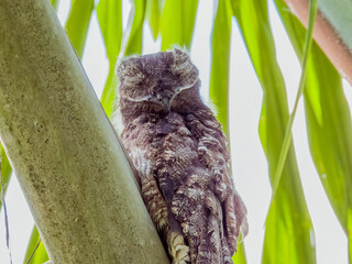 Great Potoo Nyctibius grandis in Costa Rica