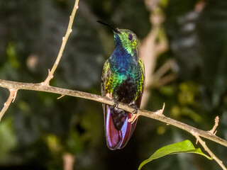 Green-breasted Mango
Anthracothorax prevostii in Costa Rica