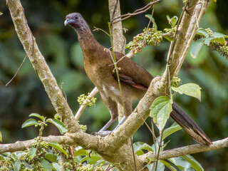 Grey-headed Chachalaca
Ortalis cinereiceps