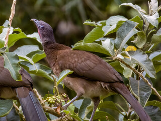 Grey-headed Chachalaca
Ortalis cinereiceps
