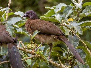 Grey-headed Chachalaca
Ortalis cinereiceps